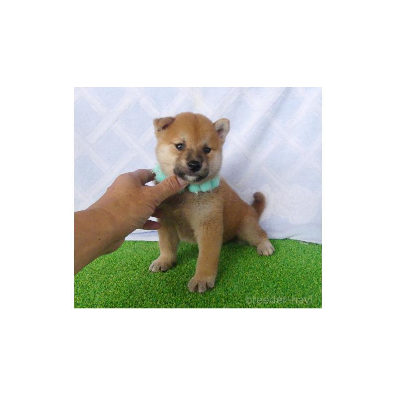 販売中の静岡県の柴犬-406687の6枚目