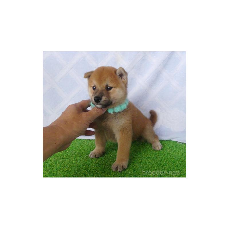 販売中の静岡県の柴犬-406687の4枚目