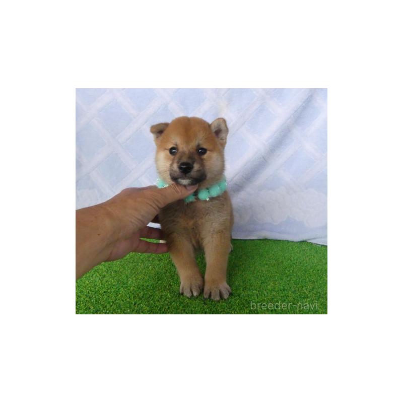 販売中の静岡県の柴犬-406687の3枚目