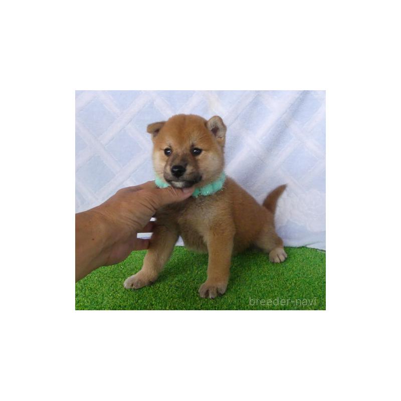 販売中の静岡県の柴犬-406687の2枚目