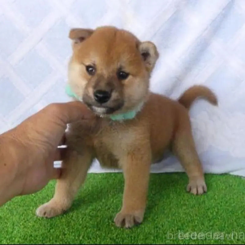 販売中の静岡県の柴犬-406687