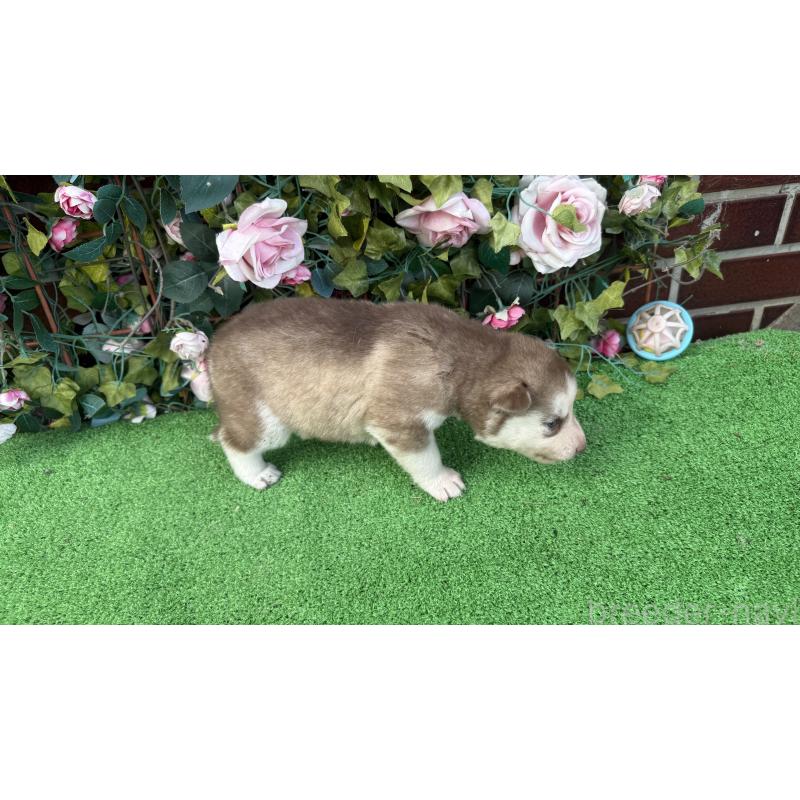 販売中の茨城県のシベリアンハスキー-406712の4枚目