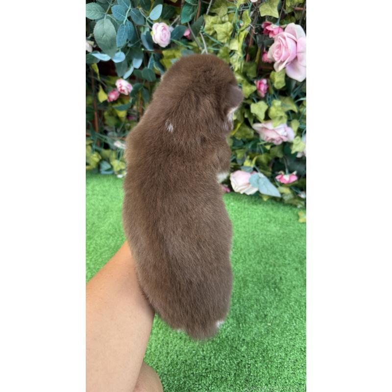 販売中の茨城県のシベリアンハスキー-406713の4枚目
