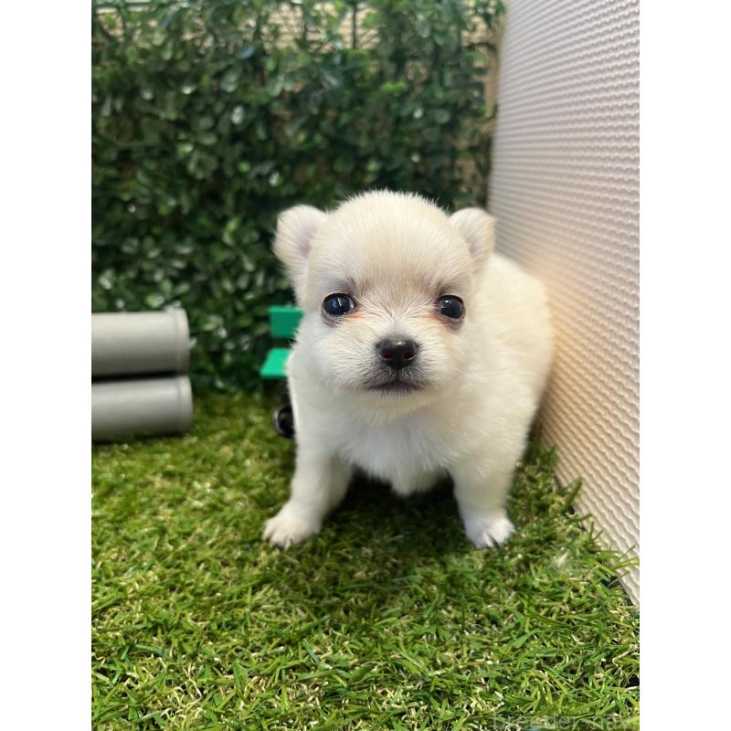 販売中の栃木県のミックス犬-406721の5枚目