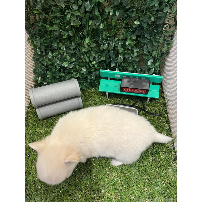 販売中の栃木県のミックス犬-406721の4枚目