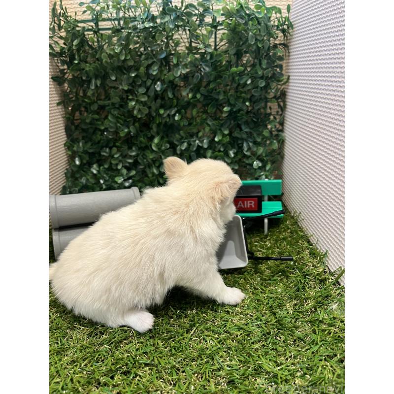 販売中の栃木県のミックス犬-406721の3枚目