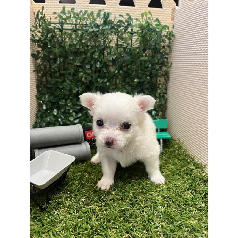 販売中の栃木県のミックス犬-406726の2枚目
