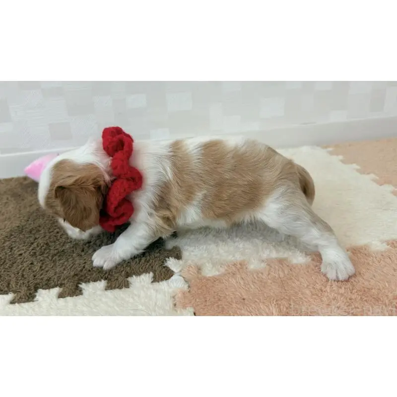 販売中の埼玉県のキャバリアキングチャールズスパニエル-406737の3枚目