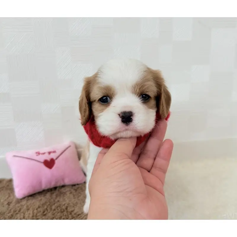 販売中の埼玉県のキャバリアキングチャールズスパニエル-406737の2枚目