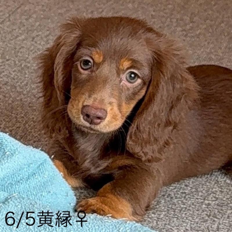 販売中の埼玉県のミニチュアダックスフンド(ロングヘアード)-401556