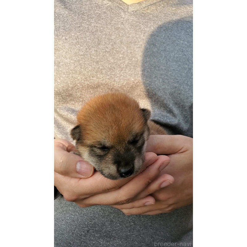 販売中の大阪府の柴犬-406778の7枚目