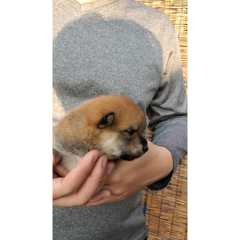 販売中の大阪府の柴犬-406778の6枚目