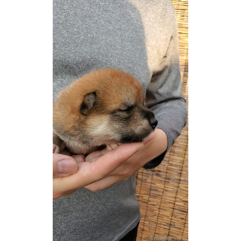 販売中の大阪府の柴犬-406778の5枚目