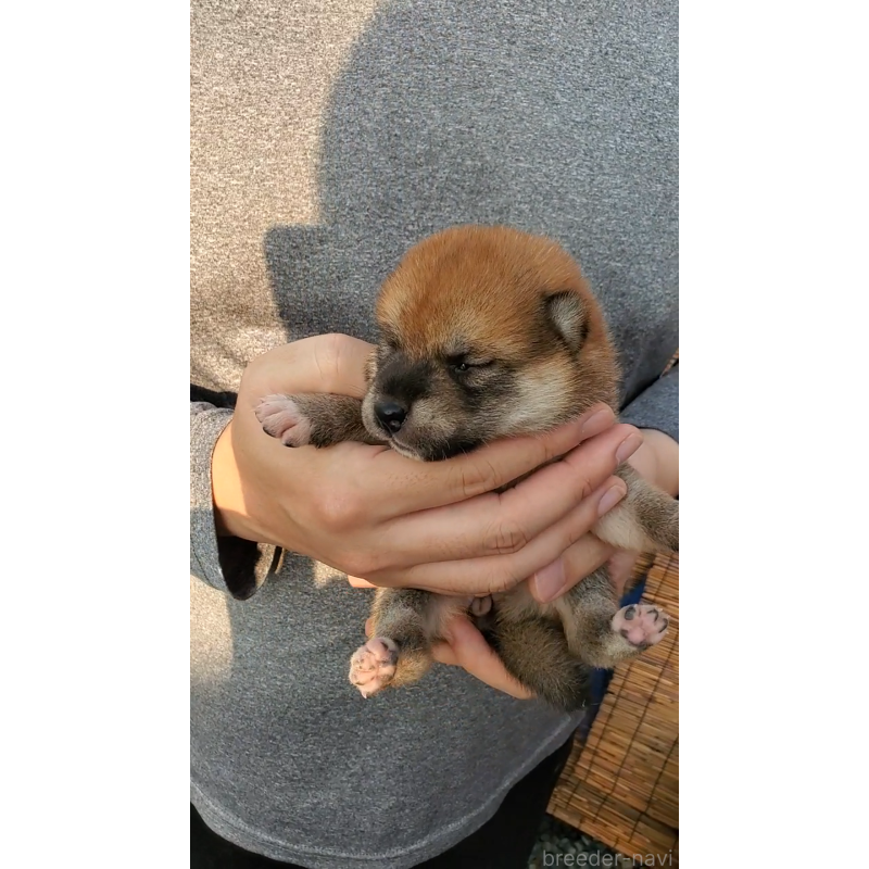 販売中の大阪府の柴犬-406778の4枚目