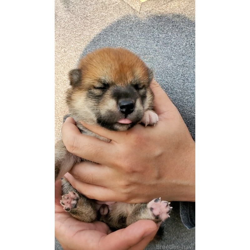 販売中の大阪府の柴犬-406778の2枚目