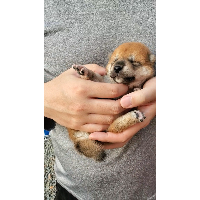 販売中の大阪府の柴犬-406779の6枚目