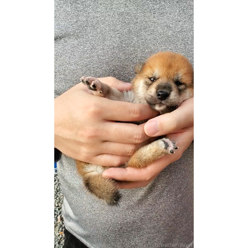販売中の大阪府の柴犬-406779の5枚目
