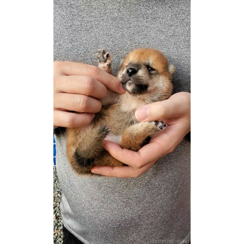 販売中の大阪府の柴犬-406779の4枚目