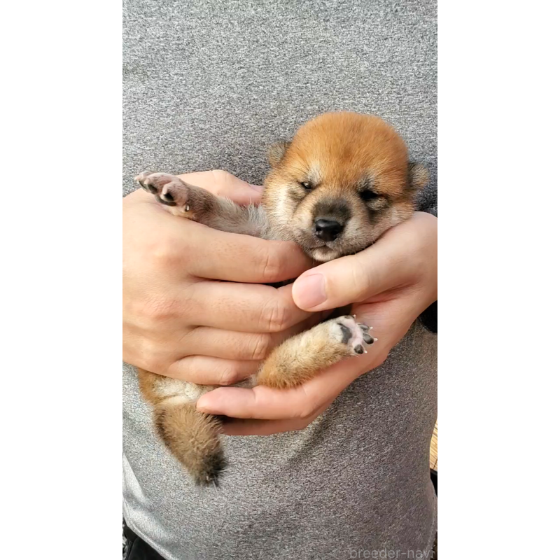 販売中の大阪府の柴犬-406779の3枚目