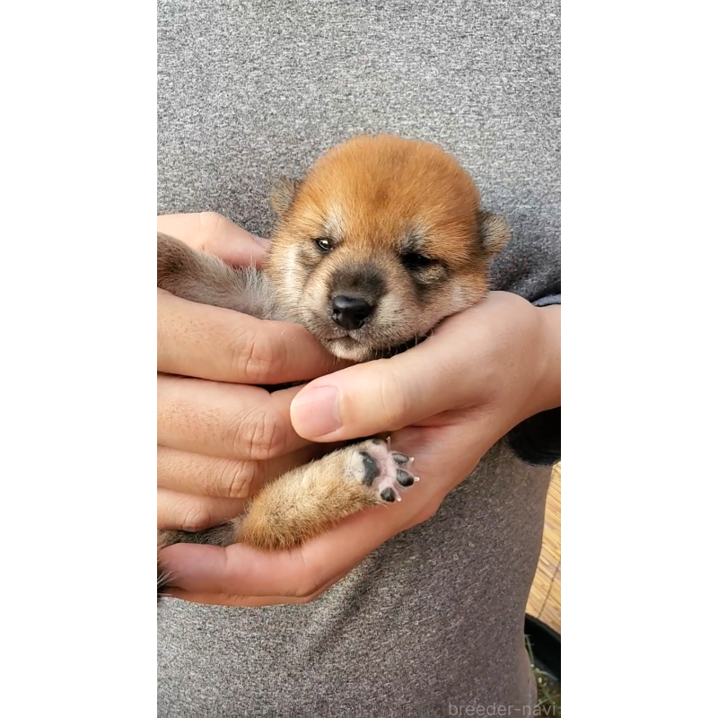 販売中の大阪府の柴犬-406779の2枚目