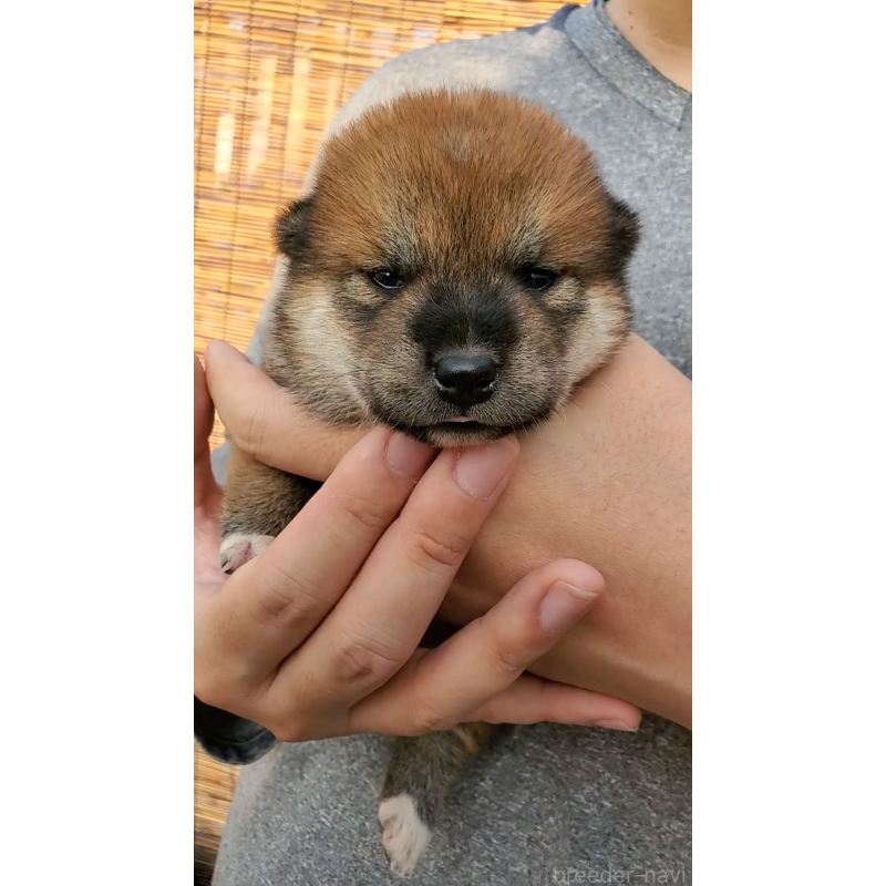 販売中の大阪府の柴犬-406782の5枚目