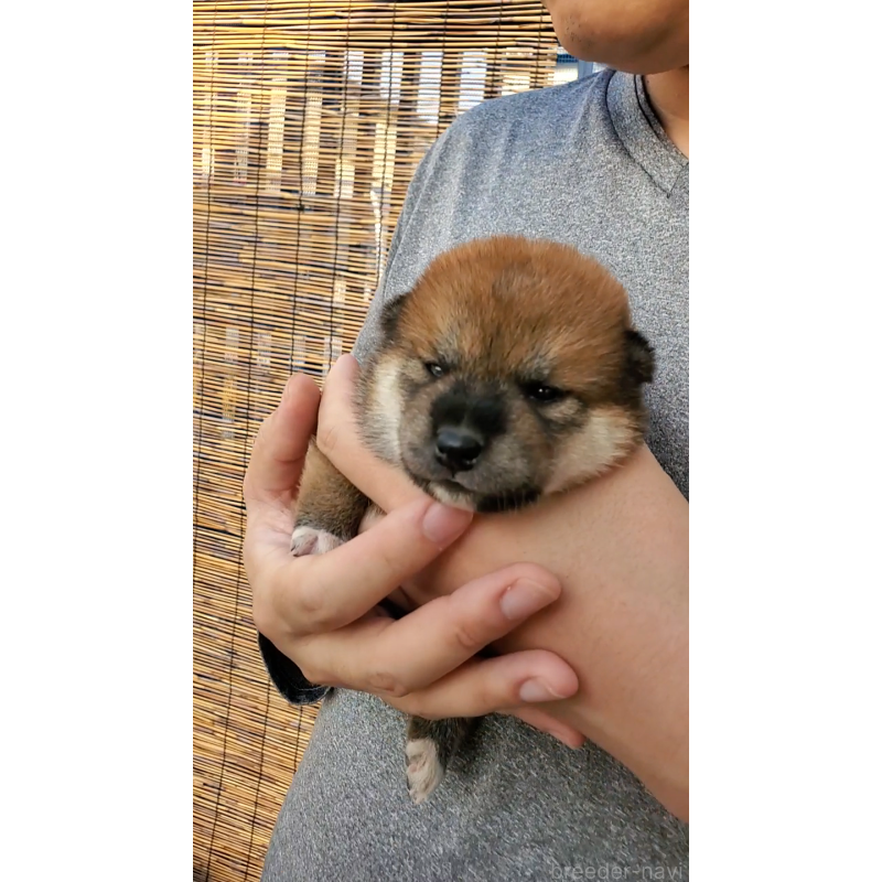 販売中の大阪府の柴犬-406782の4枚目