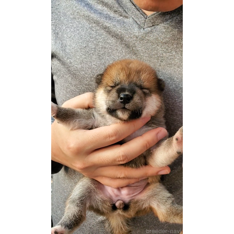 販売中の大阪府の柴犬-406782の2枚目