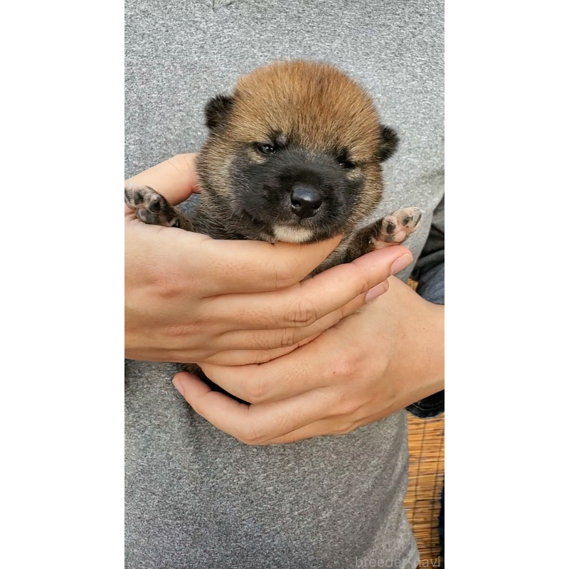 販売中の大阪府の柴犬-406783の5枚目