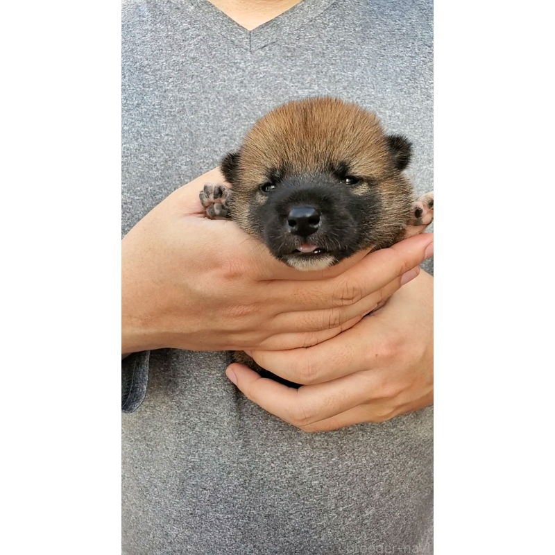 販売中の大阪府の柴犬-406783の4枚目