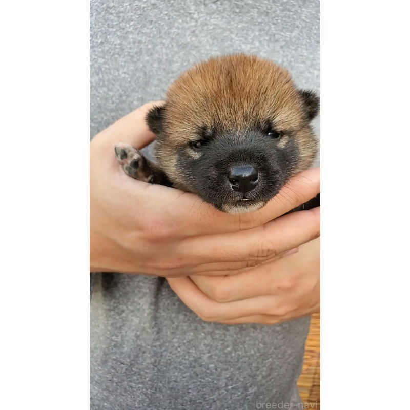 販売中の大阪府の柴犬-406783の3枚目
