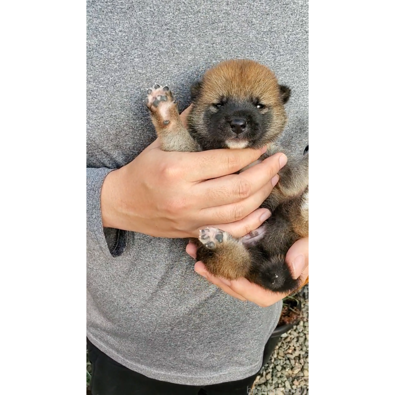 販売中の大阪府の柴犬-406783の2枚目