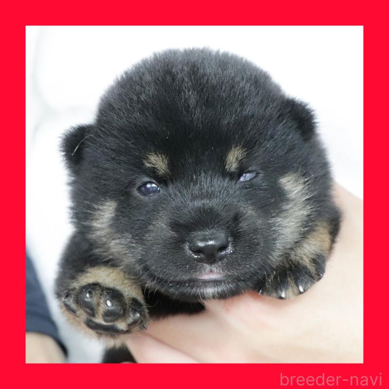 販売中の愛知県の柴犬-406786