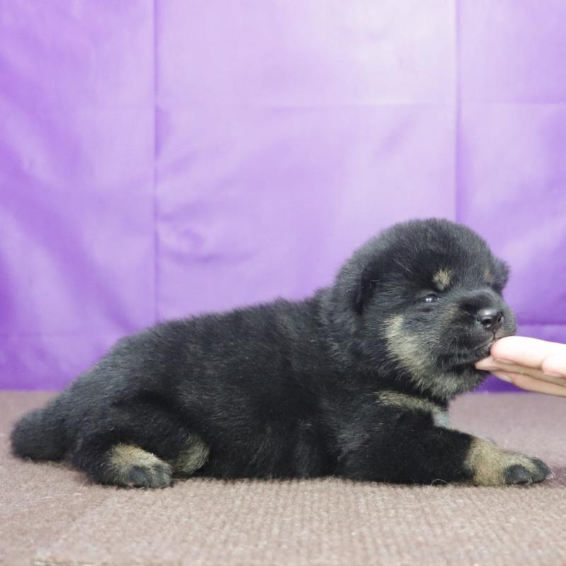 販売中の愛知県の柴犬-406786の3枚目
