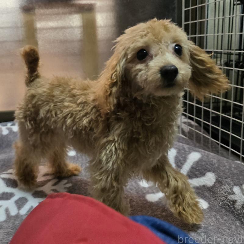 成約済の岡山県のトイプードル-374261の3枚目