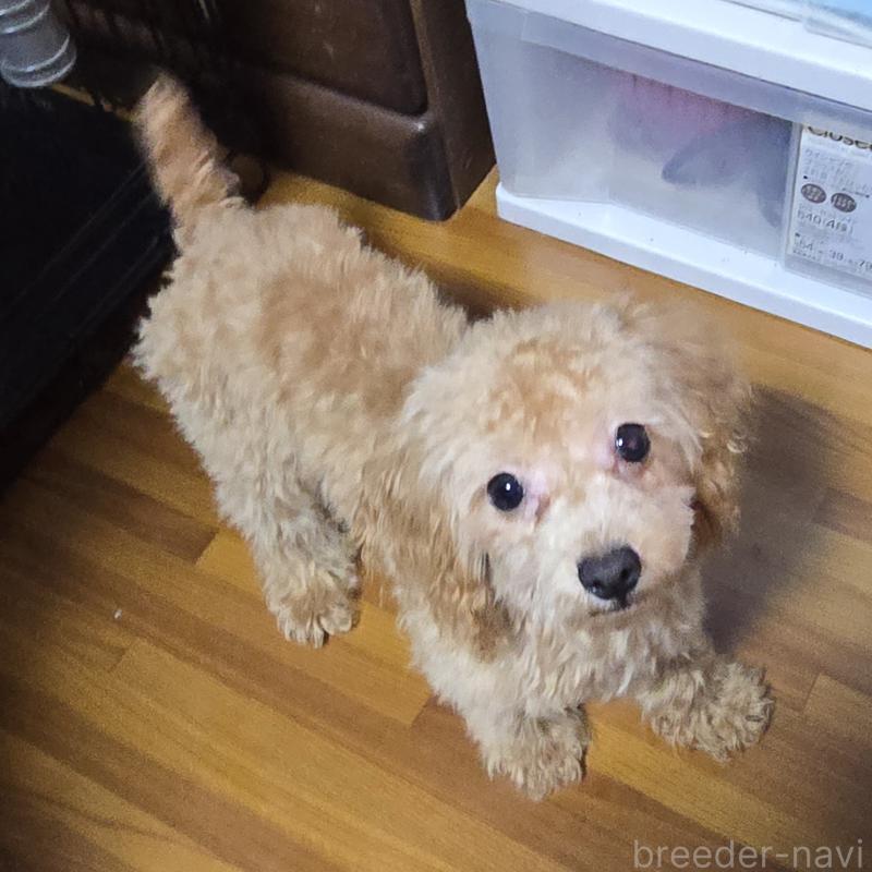 成約済の岡山県のトイプードル-374261の2枚目