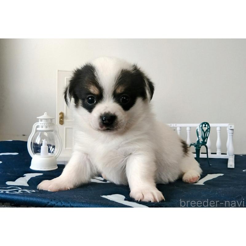 販売中の群馬県のミックス犬-406871の1枚目