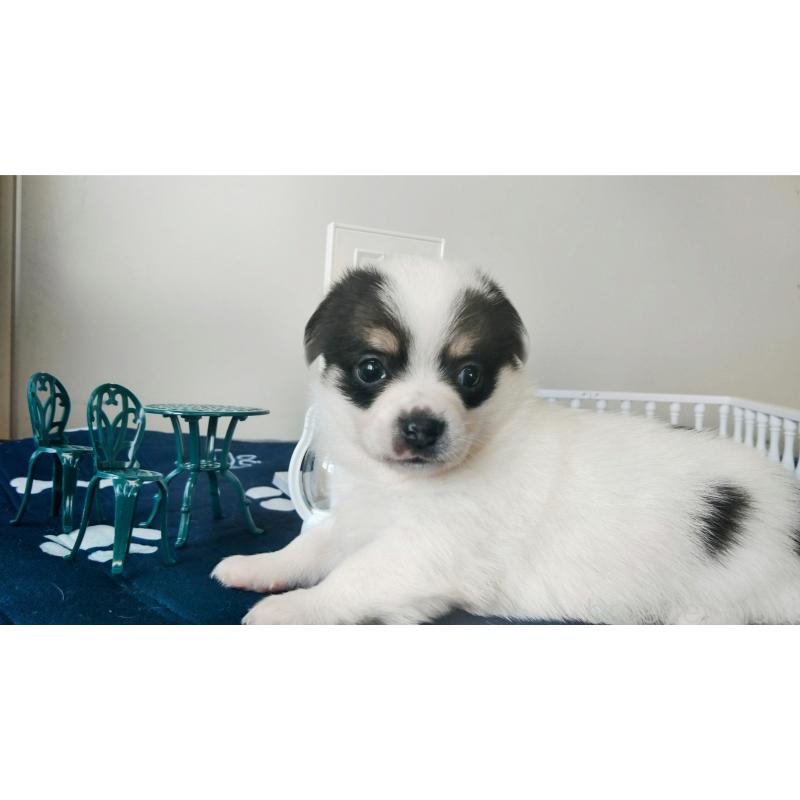 販売中の群馬県のミックス犬-406871の7枚目