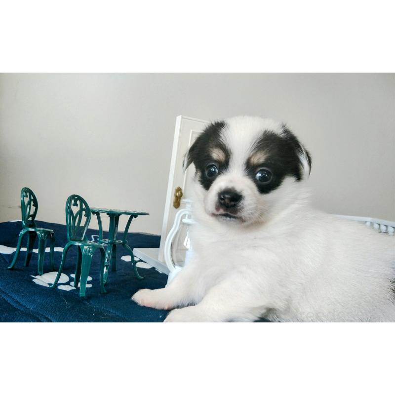 販売中の群馬県のミックス犬-406871の6枚目
