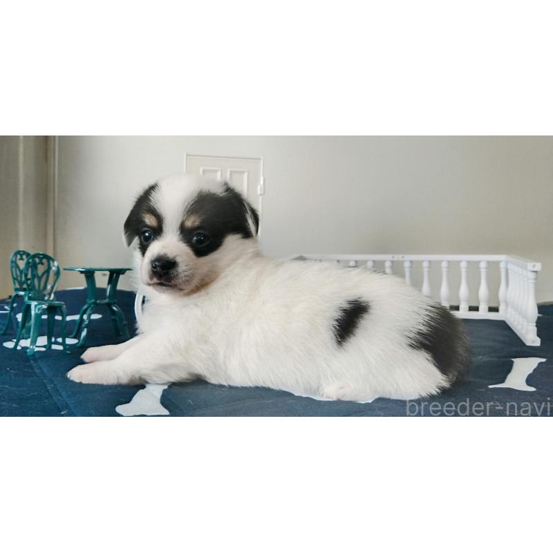 販売中の群馬県のミックス犬-406871の2枚目