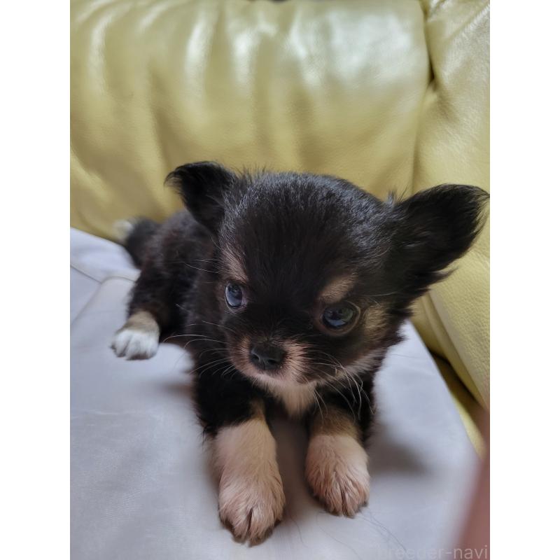 成約済の千葉県のチワワ(ロングコート)-403855の8枚目