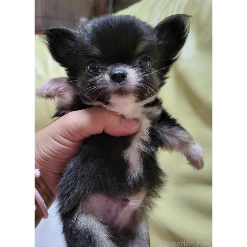 成約済の千葉県のチワワ(ロングコート)-403855の7枚目