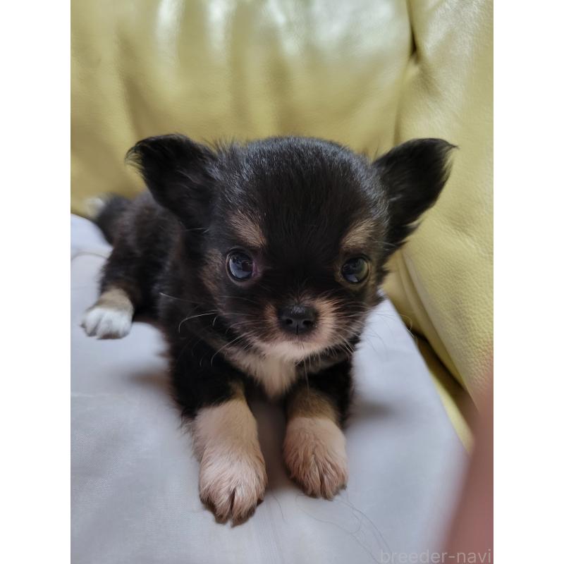 成約済の千葉県のチワワ(ロングコート)-403855の6枚目