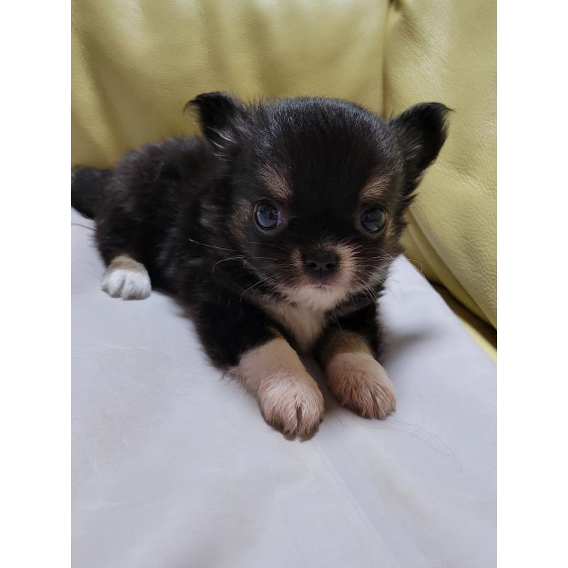 成約済の千葉県のチワワ(ロングコート)-403855の5枚目