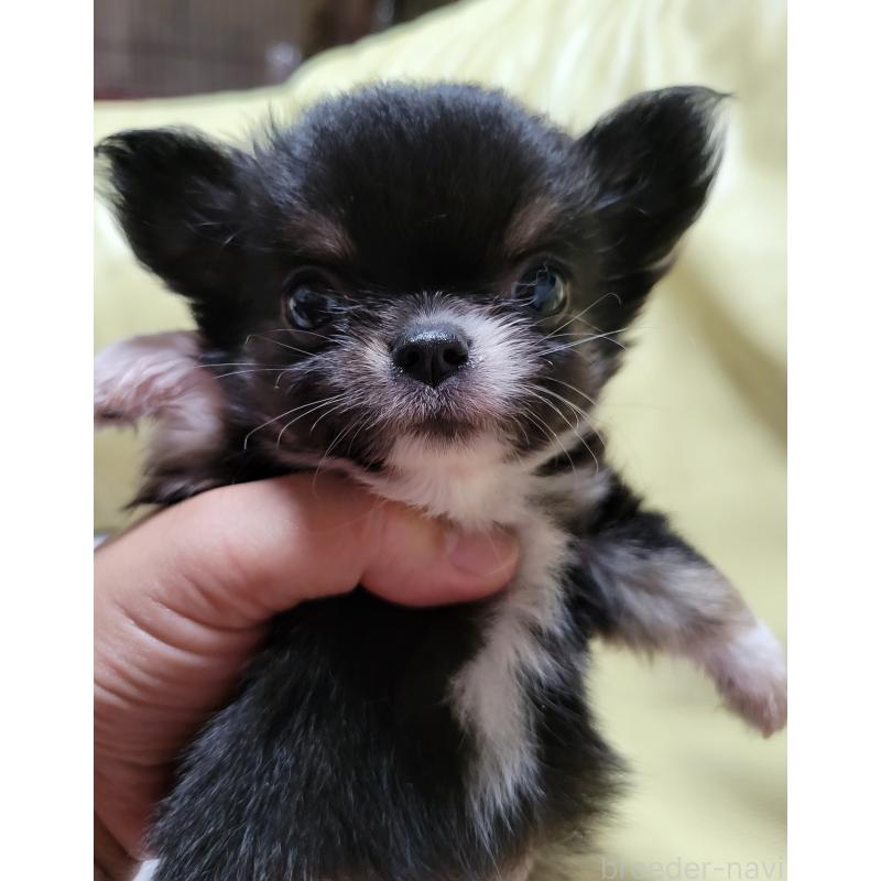 成約済の千葉県のチワワ(ロングコート)-403855の4枚目