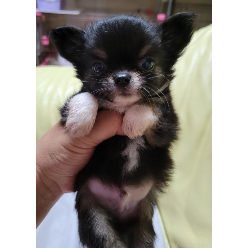 成約済の千葉県のチワワ(ロングコート)-403855の3枚目