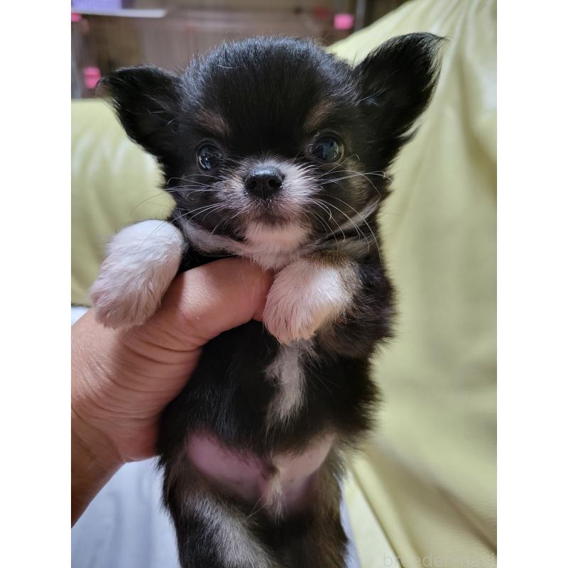 成約済の千葉県のチワワ(ロングコート)-403855の2枚目