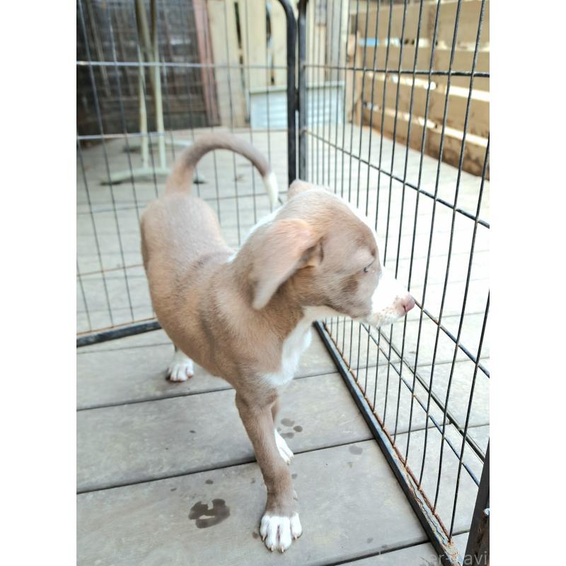 販売中の千葉県のミックス犬-406839の12枚目