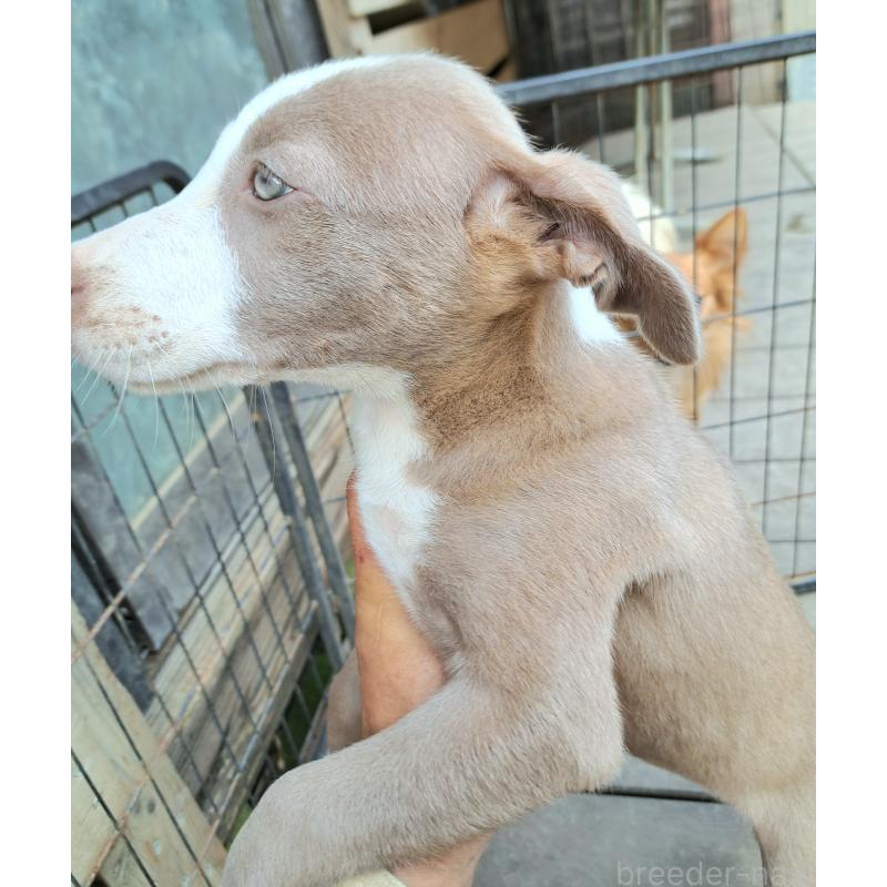 販売中の千葉県のミックス犬-406839の11枚目