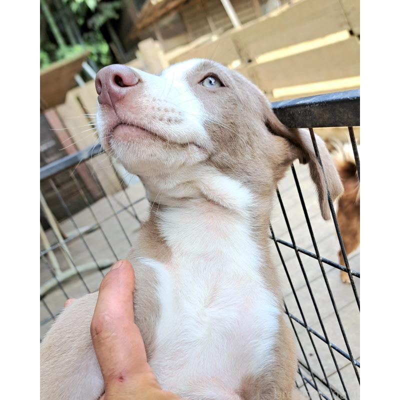 販売中の千葉県のミックス犬-406839の10枚目