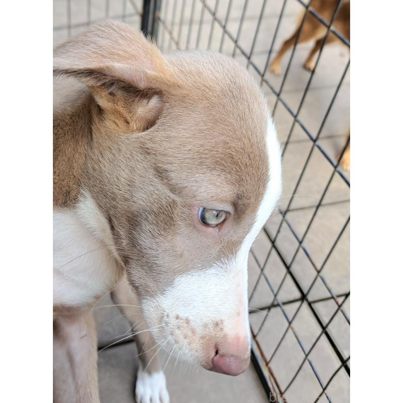 販売中の千葉県のミックス犬-406839の9枚目